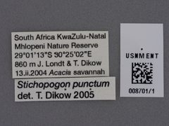 Stichopogon punctum by the Smithsonian. Used under a CC0 license.