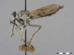 Stichopogon trifasciatus by the Smithsonian. Used under a CC0 license.