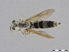 Stichopogon trifasciatus by the Smithsonian. Used under a CC0 license.