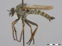 Tolmerus atricapillus by the Smithsonian. Used under a CC0 license.