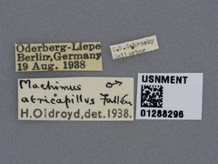 Tolmerus atricapillus by the Smithsonian. Used under a CC0 license.