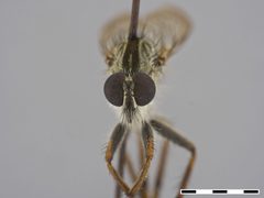 Tolmerus atricapillus by the Smithsonian. Used under a CC0 license.