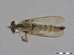 Tolmerus atricapillus by the Smithsonian. Used under a CC0 license.