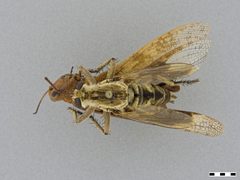 Triorla interrupta by the Smithsonian. Used under a CC0 license.