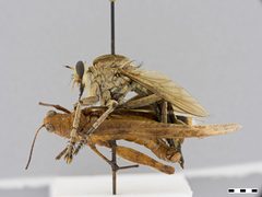 Triorla interrupta by the Smithsonian. Used under a CC0 license.