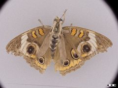 Triorla interrupta by the Smithsonian. Used under a CC0 license.