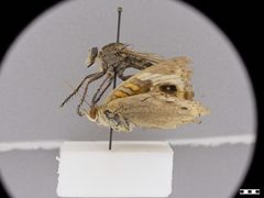 Triorla interrupta by the Smithsonian. Used under a CC0 license.