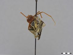 Triorla striola by the Smithsonian. Used under a CC0 license.