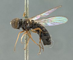 Metacosmus exilis by the Smithsonian. Used under a CC0 license.