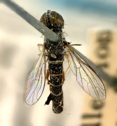 Metacosmus exilis by the Smithsonian. Used under a CC0 license.