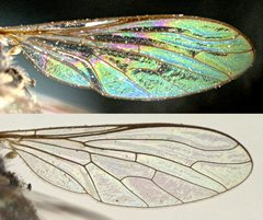 Metacosmus exilis by the Smithsonian. Used under a CC0 license.