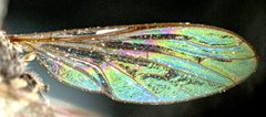 Metacosmus exilis by the Smithsonian. Used under a CC0 license.