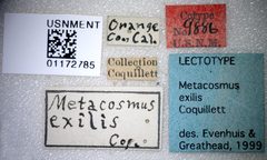 Metacosmus exilis by the Smithsonian. Used under a CC0 license.