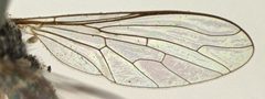 Metacosmus exilis by the Smithsonian. Used under a CC0 license.