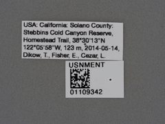 Thevenetimyia (Thevenetimyia) californica by the Smithsonian. Used under a CC0 license.