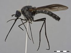 Thevenetimyia (Thevenetimyia) californica by the Smithsonian. Used under a CC0 license.