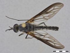 Thevenetimyia (Thevenetimyia) californica by the Smithsonian. Used under a CC0 license.