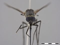 Thevenetimyia (Thevenetimyia) californica by the Smithsonian. Used under a CC0 license.