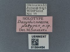 Dasyrhicnoessa platypes by the Smithsonian. Used under a CC0 license.