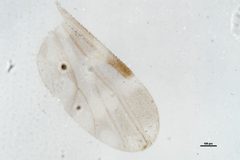 Culicoides hegneri by the Smithsonian. Used under a CC0 license.
