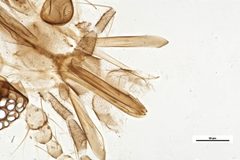 Culicoides hegneri by the Smithsonian. Used under a CC0 license.