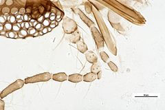 Culicoides hegneri by the Smithsonian. Used under a CC0 license.