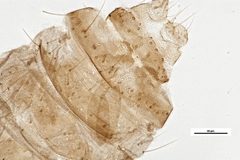 Culicoides hegneri by the Smithsonian. Used under a CC0 license.