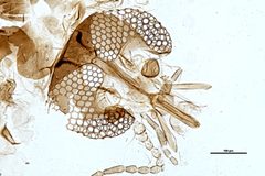 Culicoides hegneri by the Smithsonian. Used under a CC0 license.
