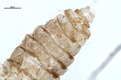Culicoides hegneri by the Smithsonian. Used under a CC0 license.