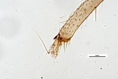Culicoides hegneri by the Smithsonian. Used under a CC0 license.