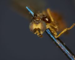 Oscinella incerta by the Smithsonian. Used under a CC0 license.