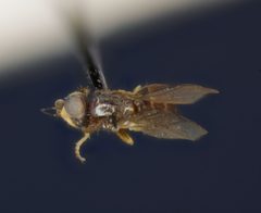 Oscinella incerta by the Smithsonian. Used under a CC0 license.