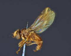 Oscinella incerta by the Smithsonian. Used under a CC0 license.