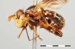 Myopa fenestrata by the Smithsonian. Used under a CC0 license.