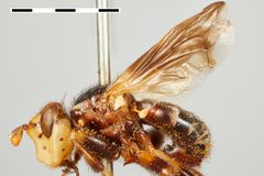 Myopa fenestrata by the Smithsonian. Used under a CC0 license.