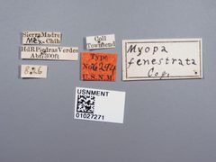 Myopa fenestrata by the Smithsonian. Used under a CC0 license.