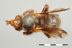 Myopa fenestrata by the Smithsonian. Used under a CC0 license.