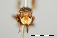 Myopa fenestrata by the Smithsonian. Used under a CC0 license.