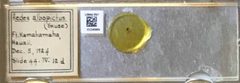 Aedes (Finlaya) japonicus by the Smithsonian. Used under a CC0 license.