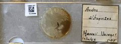 Aedes (Finlaya) japonicus by the Smithsonian. Used under a CC0 license.