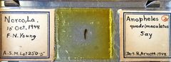 Anopheles (Anopheles) quadrimaculatus by the Smithsonian. Used under a CC0 license.