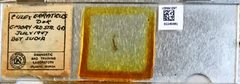 Culex (Melanoconion) erraticus by the Smithsonian. Used under a CC0 license.