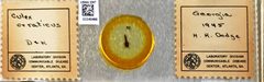 Culex (Melanoconion) erraticus by the Smithsonian. Used under a CC0 license.