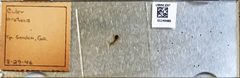 Culex (Melanoconion) erraticus by the Smithsonian. Used under a CC0 license.