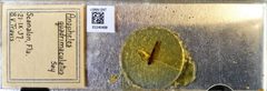 Culex (Culex) quinquefasciatus by the Smithsonian. Used under a CC0 license.