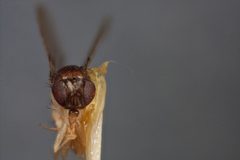 Mycodrosophila claytonae by the Smithsonian. Used under a CC0 license.