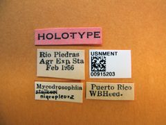 Mycodrosophila nigropleura by the Smithsonian. Used under a CC0 license.
