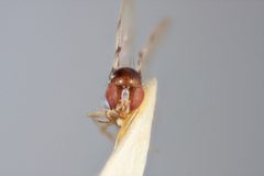 Mycodrosophila nigropleura by the Smithsonian. Used under a CC0 license.