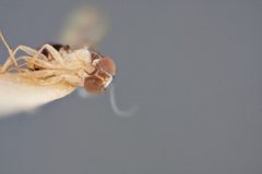 Mycodrosophila pseudoprojectans by the Smithsonian. Used under a CC0 license.