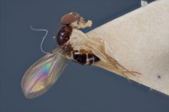 Mycodrosophila pseudoprojectans by the Smithsonian. Used under a CC0 license.